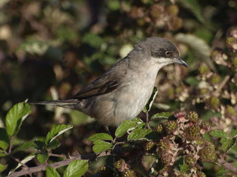 Image of Western Orphean Warbler