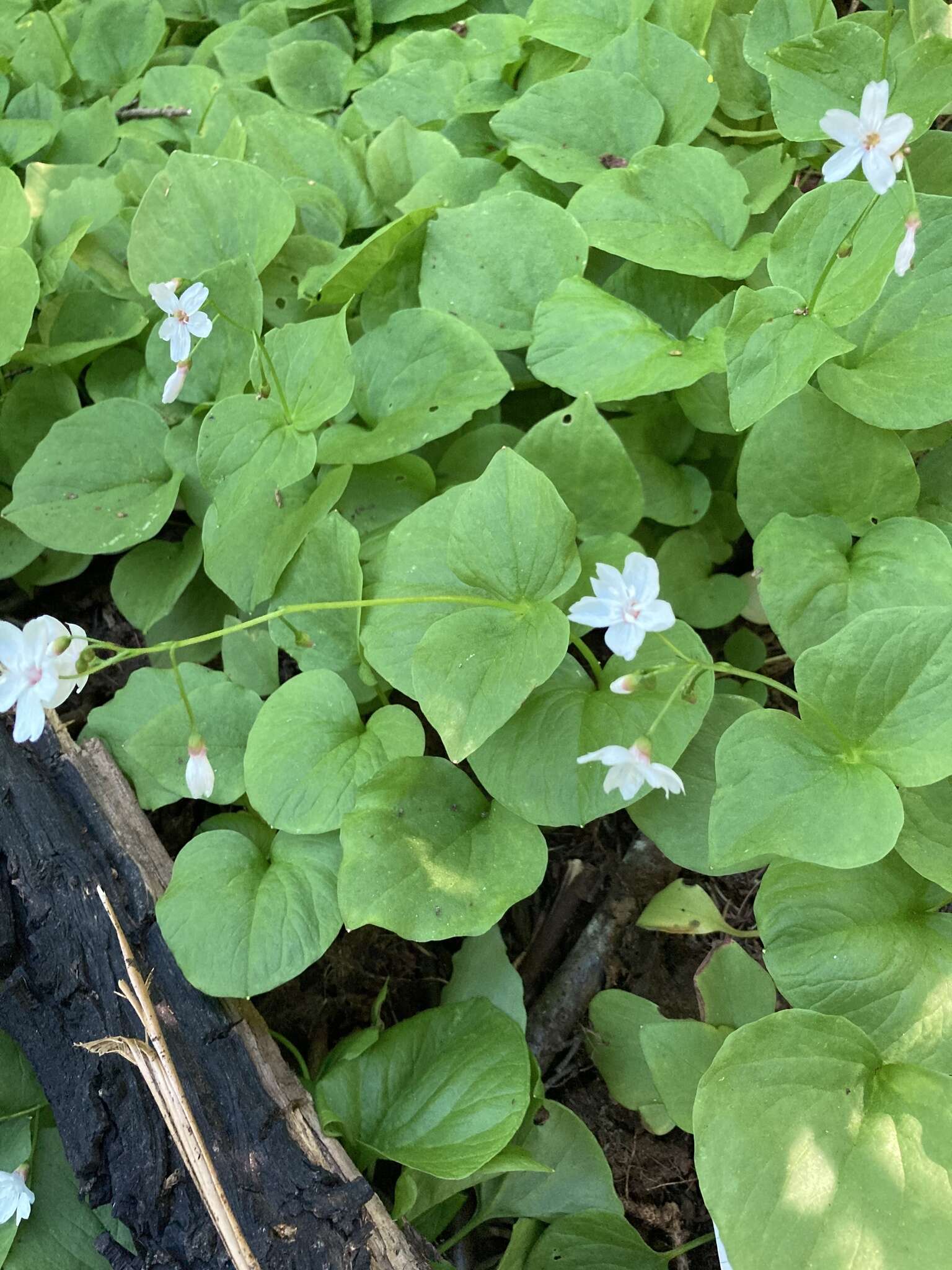 Claytonia cordifolia S. Wats. resmi