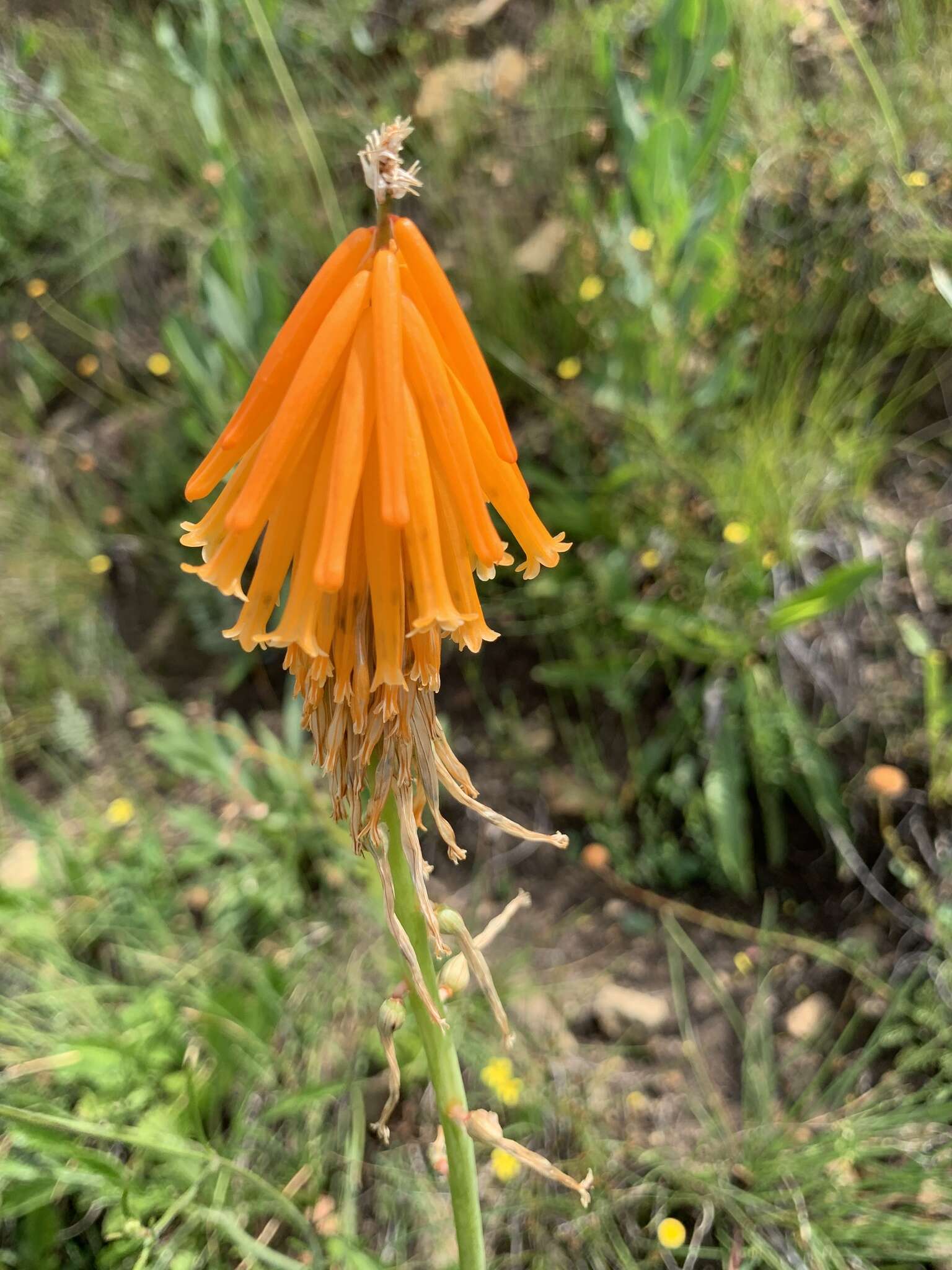 Image de Kniphofia evansii Baker