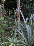 Imagem de Tillandsia elongata Kunth