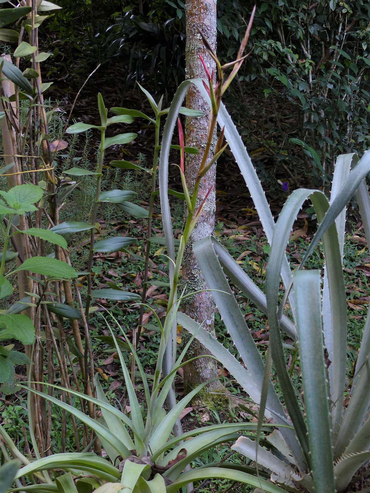 Image of Tillandsia elongata Kunth