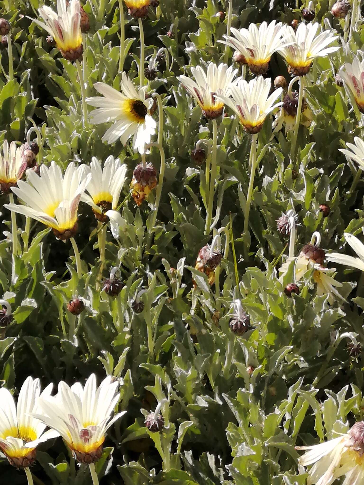 Image of African daisy