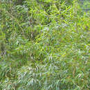 Image of umbrella bamboo