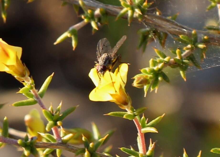 Image of Aspalathus collina subsp. collina