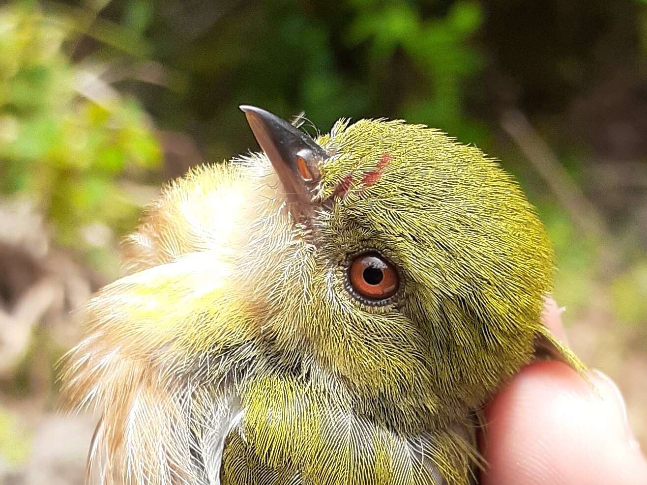 Image of Striolated Manakin