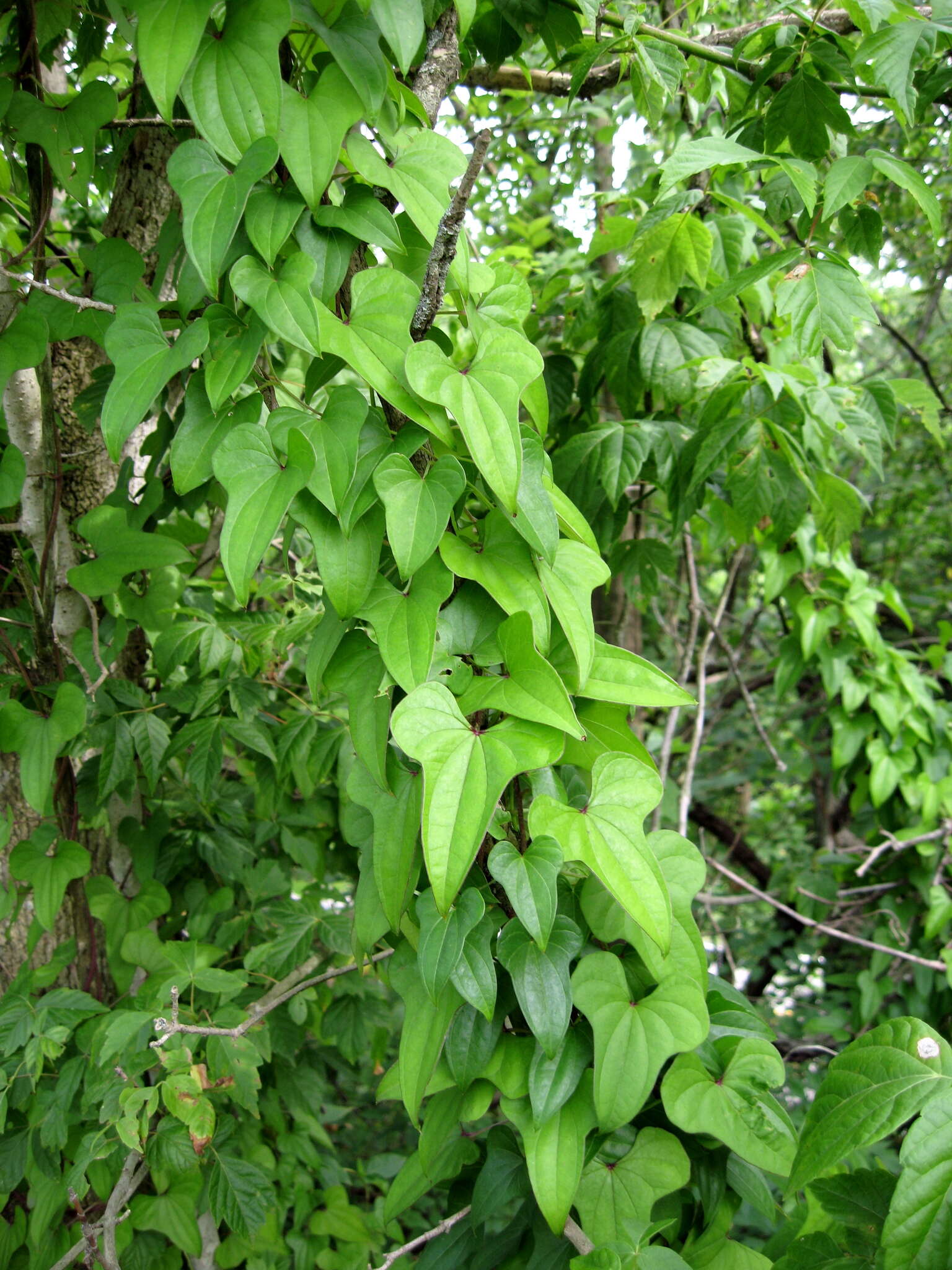 Image of Chinese yam