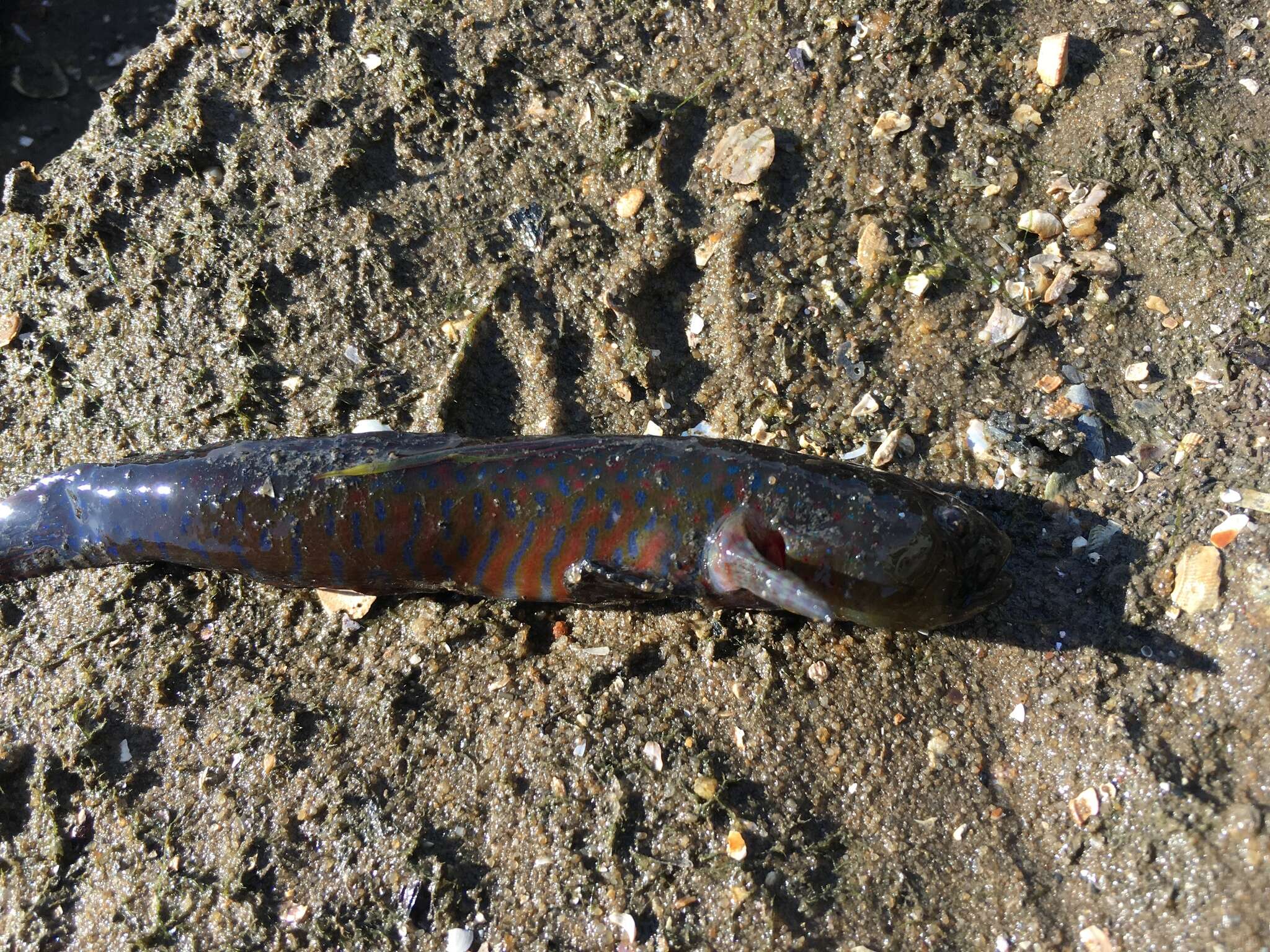 Image of Crested oystergoby