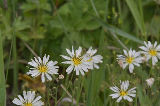 Image of Ixeris chinensis subsp. versicolor (Fisch. ex Link) Kitam.