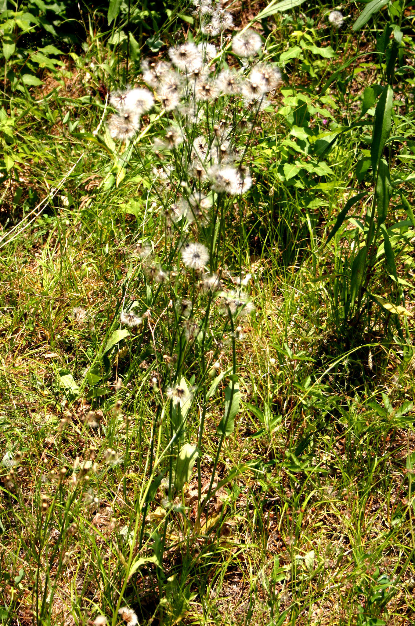 صورة Hypochaeris chillensis (Kunth) Britt.