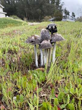 Image of Coprinus calyptratus Peck 1895