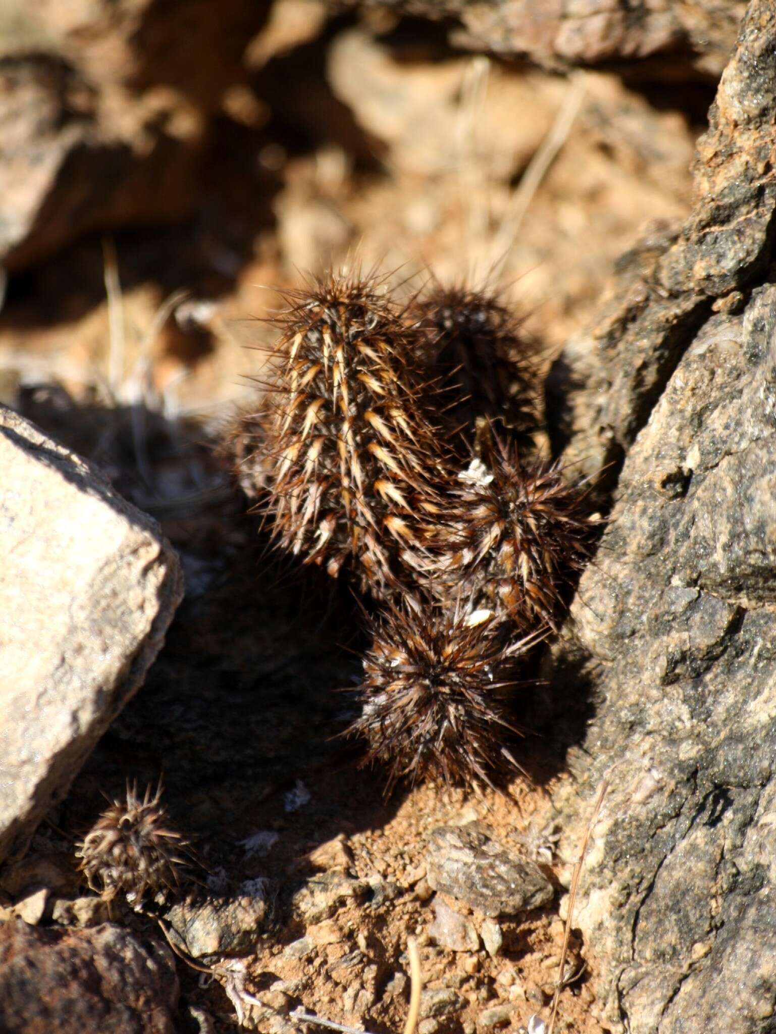 Acanthopsis disperma Harv. resmi