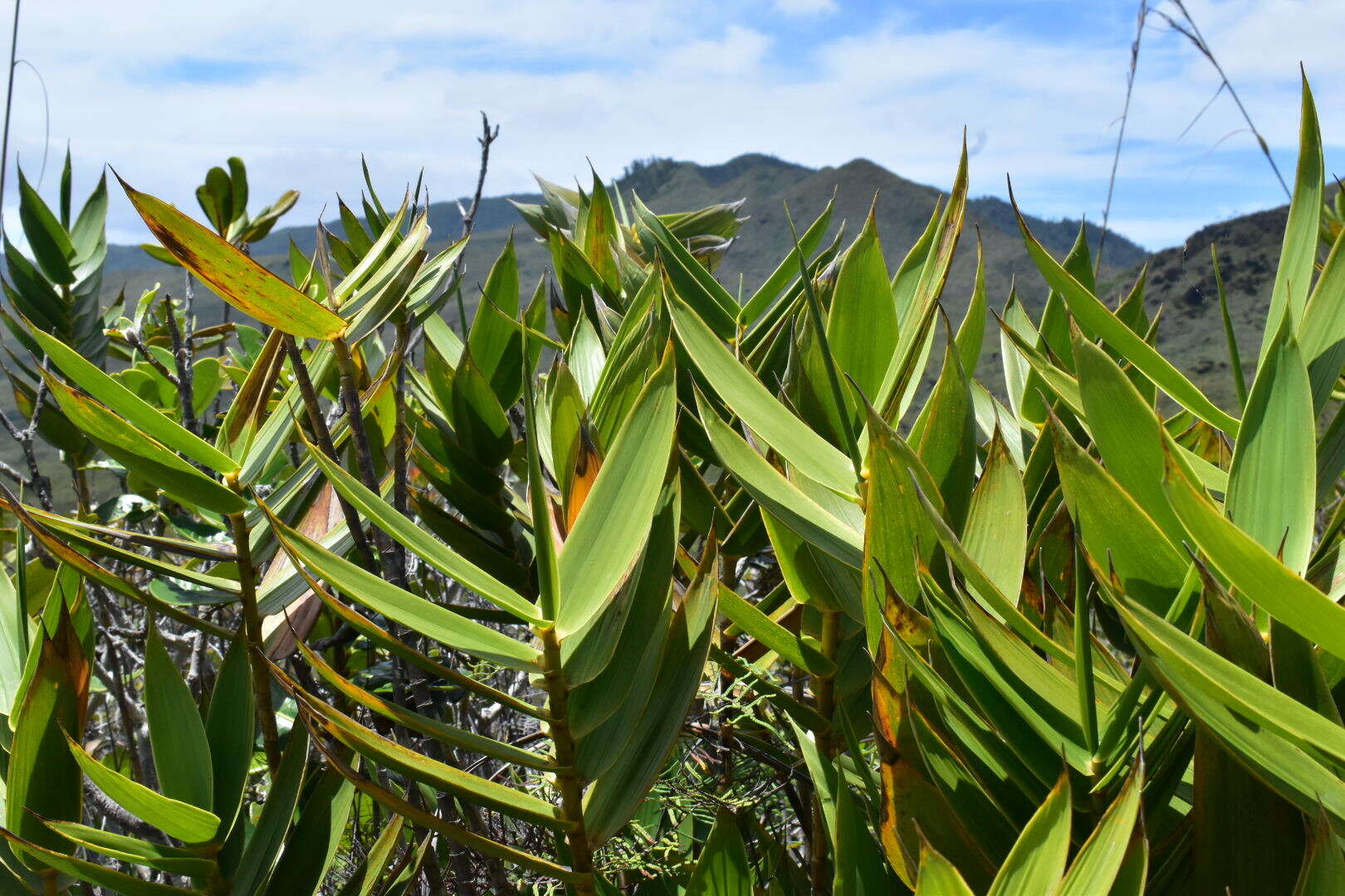 Plancia ëd Greslania circinata Balansa