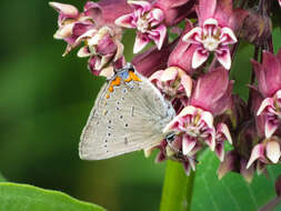 صورة Satyrium acadica (Edwards 1862)