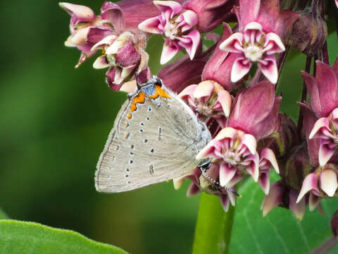 Image of Acadian Hairstreak