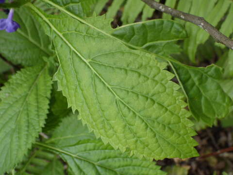 Image of light-blue snakeweed