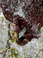 Image of Mixtecan Arboreal Alligator Lizard