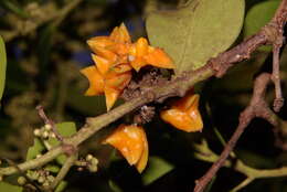 Plancia ëd Pterocelastrus tricuspidatus (Lam.) Walp.