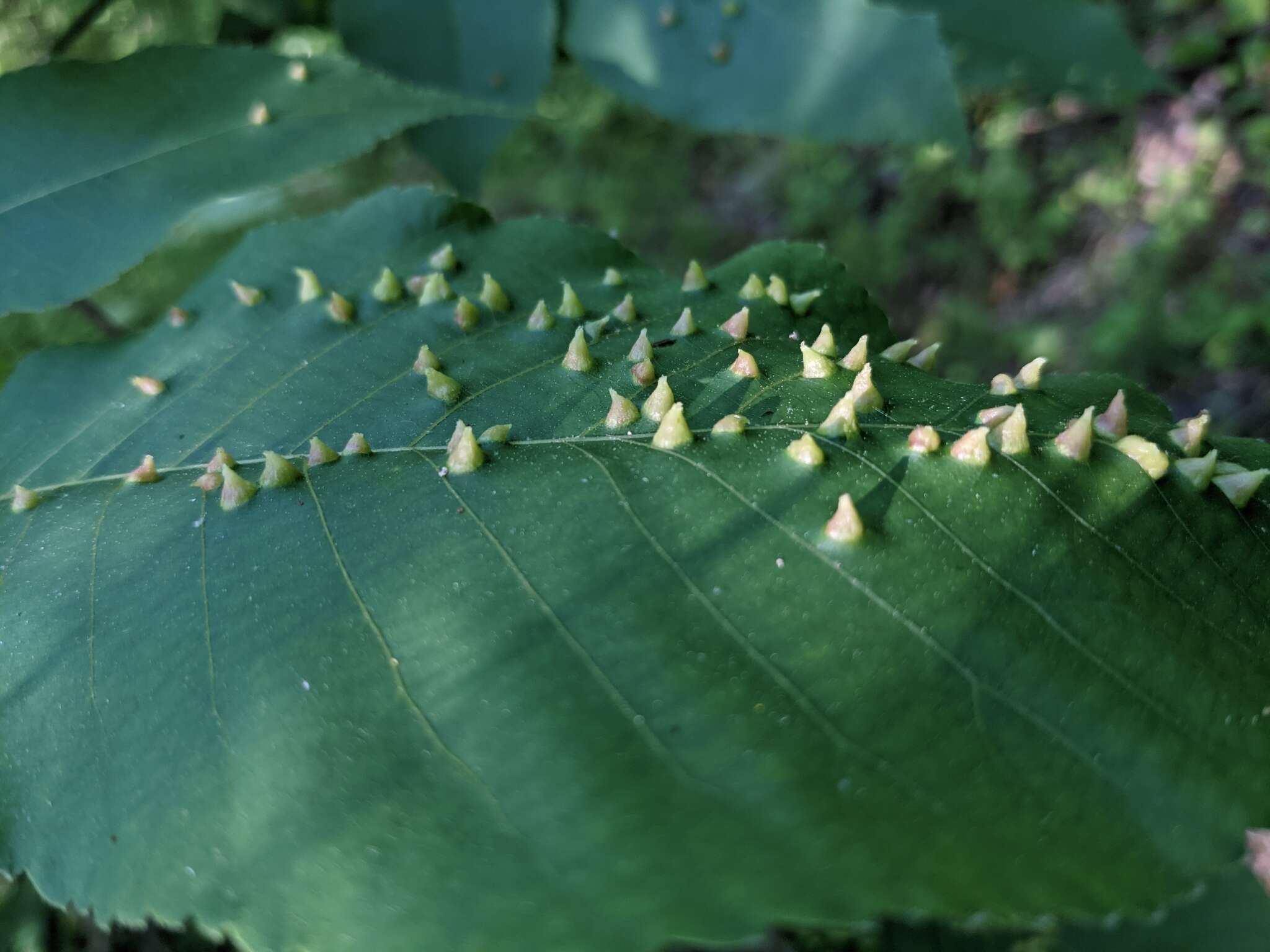 Phylloxera caryaefallax Riley & C. V. 1874的圖片