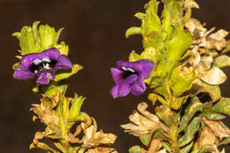 Image of Eremophila willsii F. Muell.