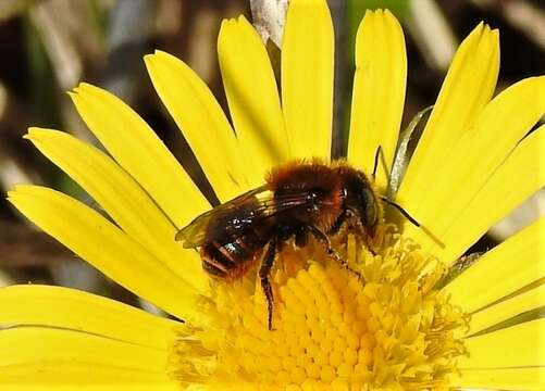 Image of Osmia aurulenta (Panzer 1799)