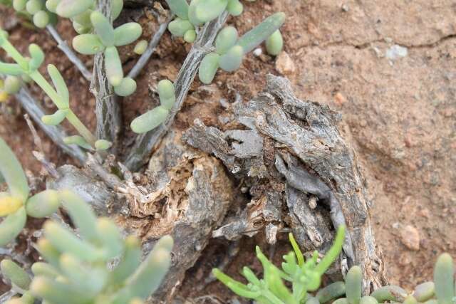 Слика од Mesembryanthemum noctiflorum subsp. defoliatum (Haw.) Klak