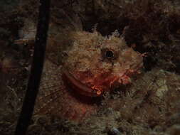 Image of Western red rockcod