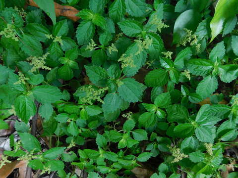 Pilea dauciodora (Ruiz & Pav.) Wedd.的圖片