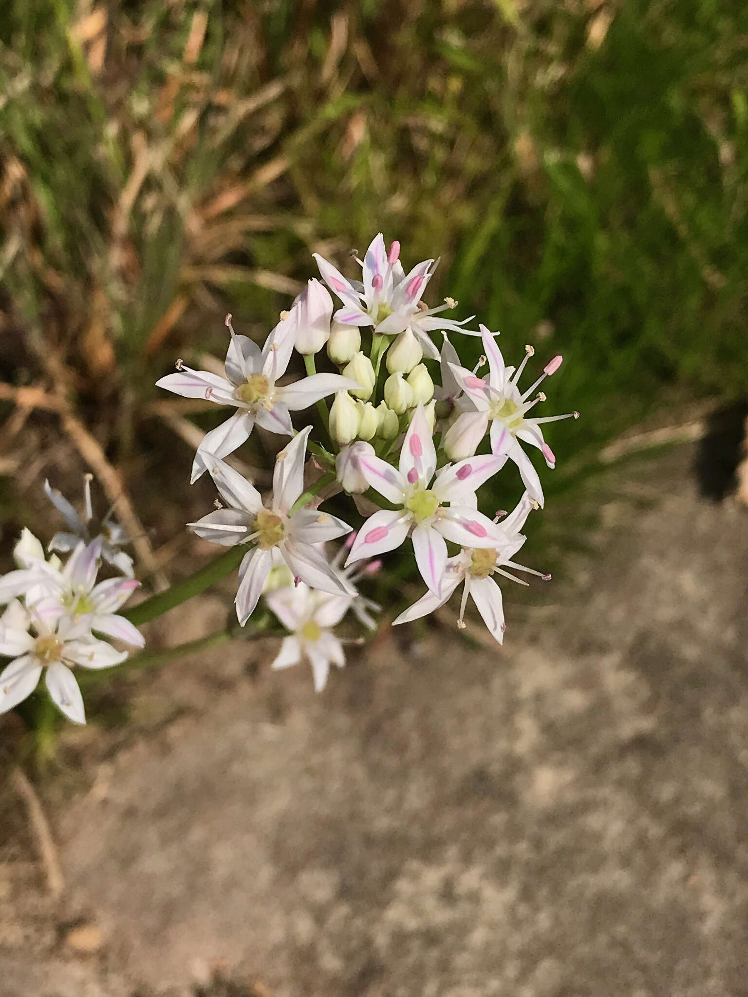 Image of Little River Canyon onion