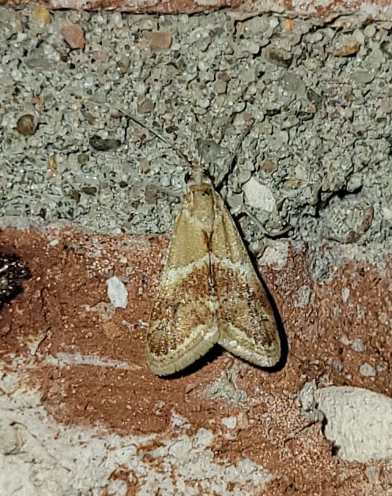 Image of Noctueliopsis bububattalis Hulst