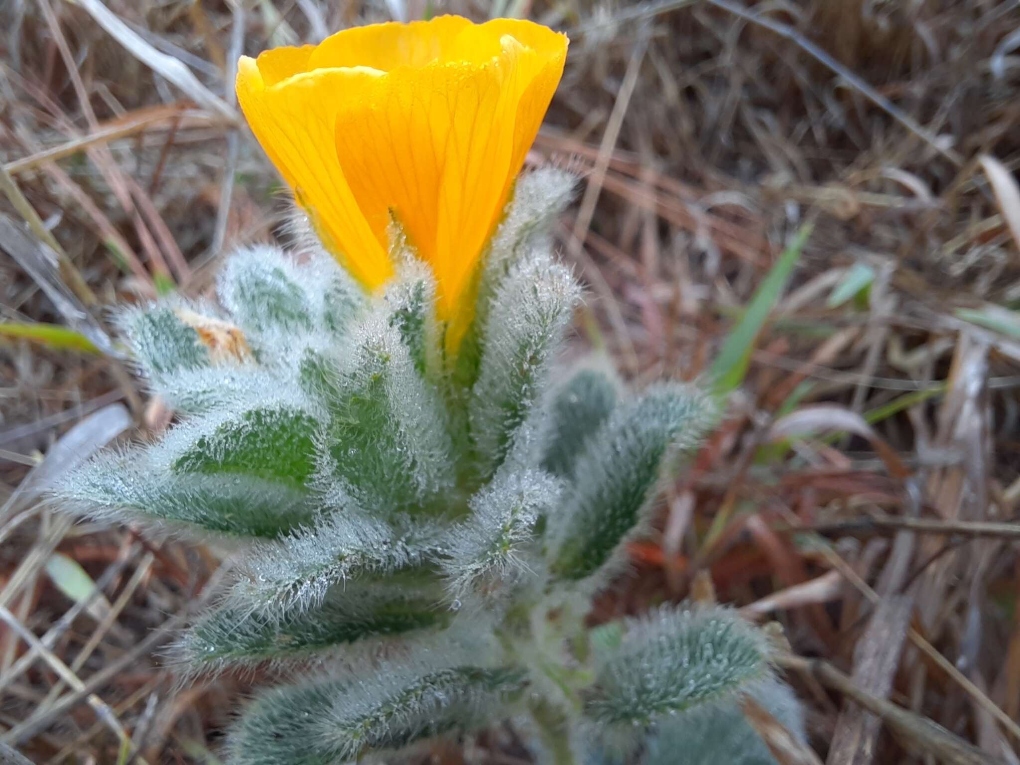 Image of Turnera callosa Urb.