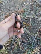 Image of Horseshoe Whip Snake