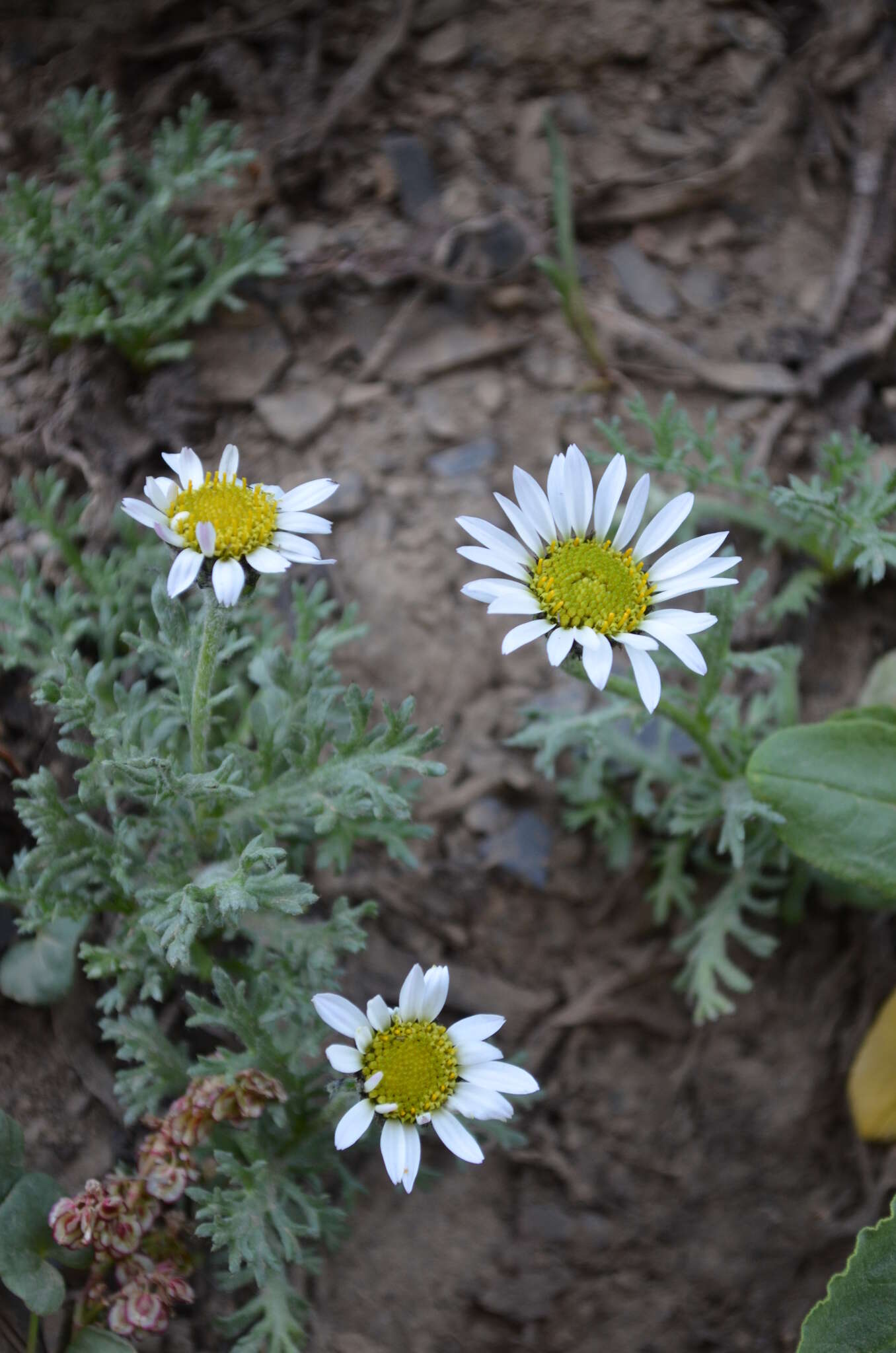 Allardia tomentosa DC.的圖片