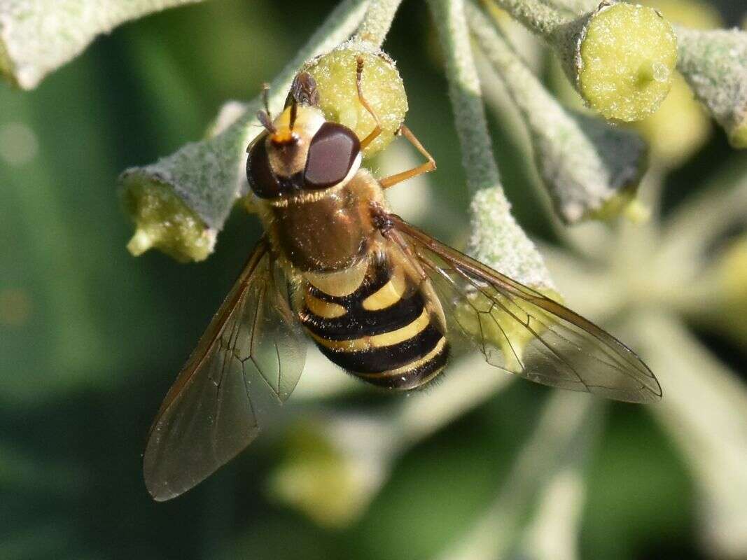 Image de Syrphus torvus Osten Sacken 1875