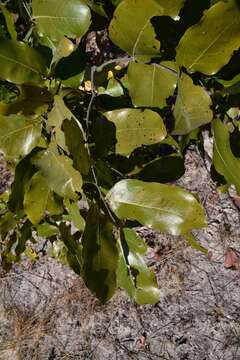 Plancia ëd Julbernardia paniculata (Benth.) Troupin