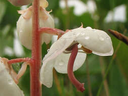 Plancia ëd Pyrola rotundifolia subsp. rotundifolia