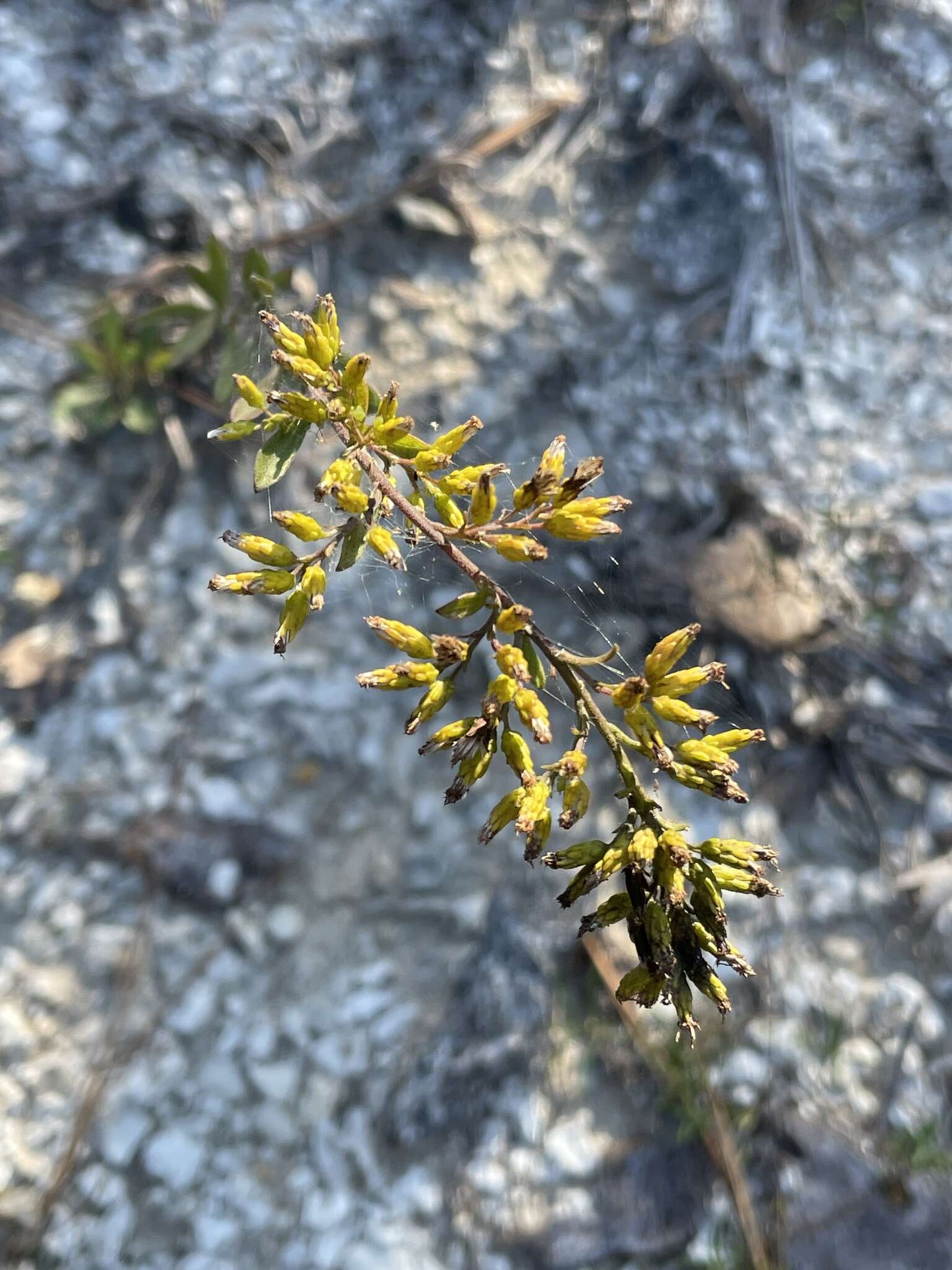 Sivun Solidago nemoralis subsp. nemoralis kuva