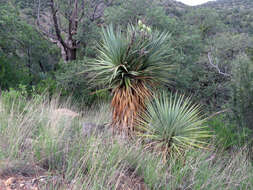 Image de Yucca madrensis Gentry