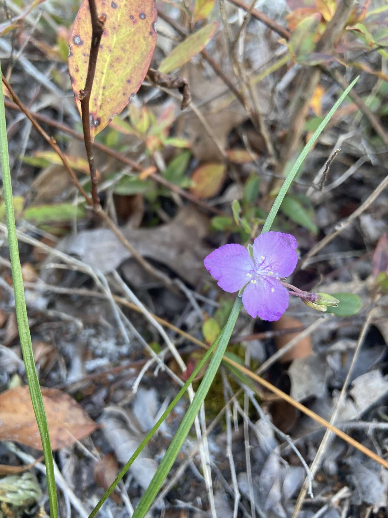 Image de Callisia graminea (Small) G. C. Tucker