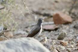 Image of Karoo Chat