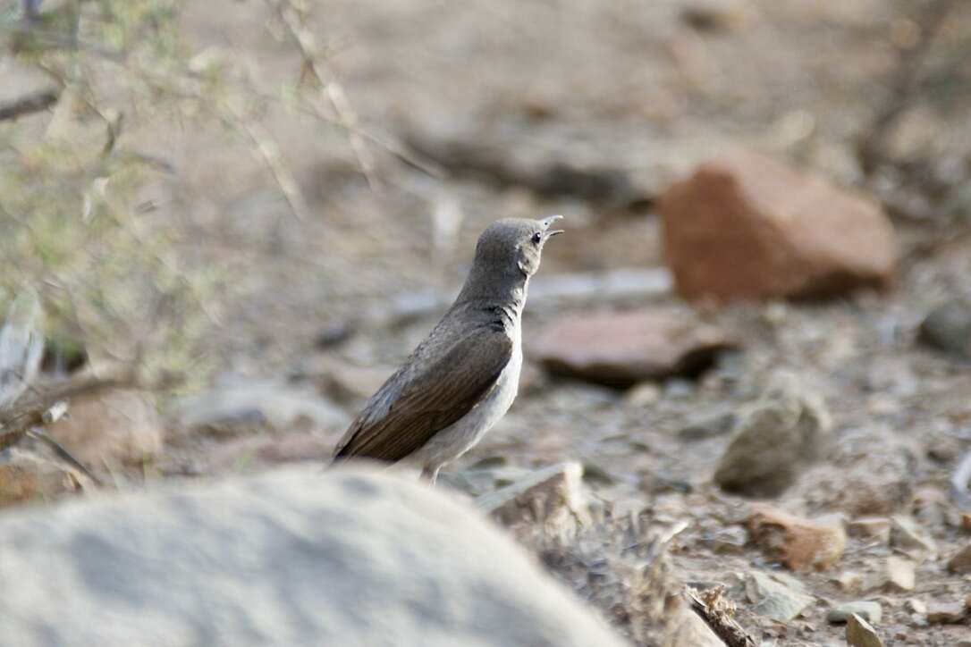 Image of Karoo Chat