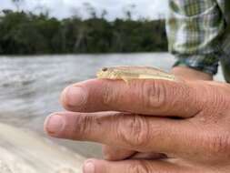 Image of Brown goby