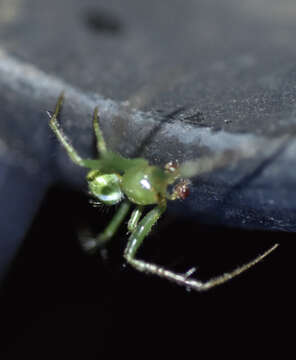 Image de Araneus juniperi (Emerton 1884)