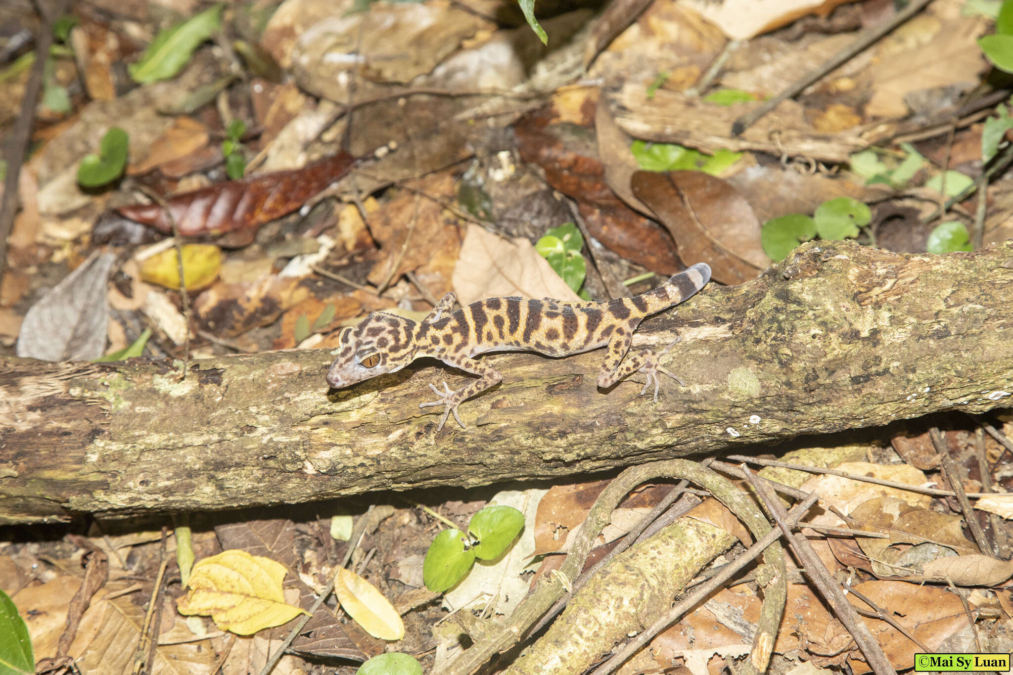 Image of Cat Ba Tiger Gecko