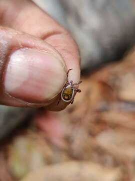 Слика од Ixodes acutitarsus (Karsch 1880)