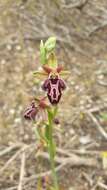 Image of Ophrys cretica subsp. ariadnae (Paulus) H. Kretzschmar