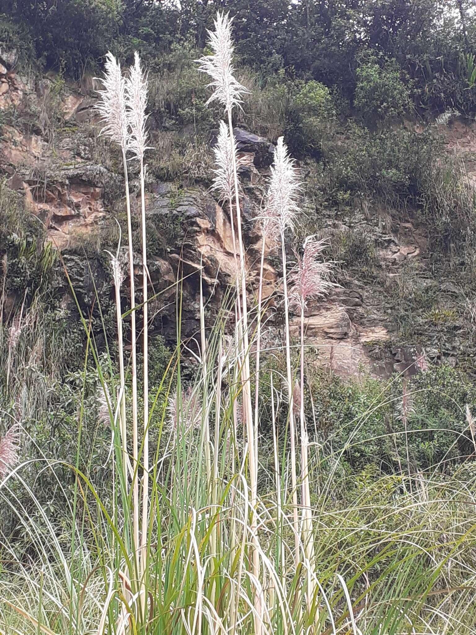 Cortaderia nitida (Kunth) Pilg.的圖片