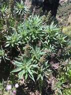 Imagem de Echium acanthocarpum Svent.