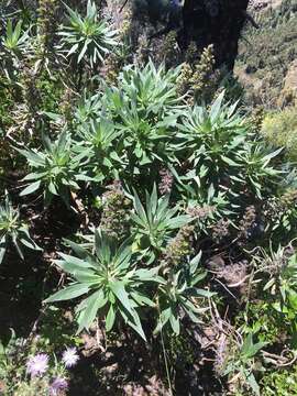 Echium acanthocarpum Svent. resmi