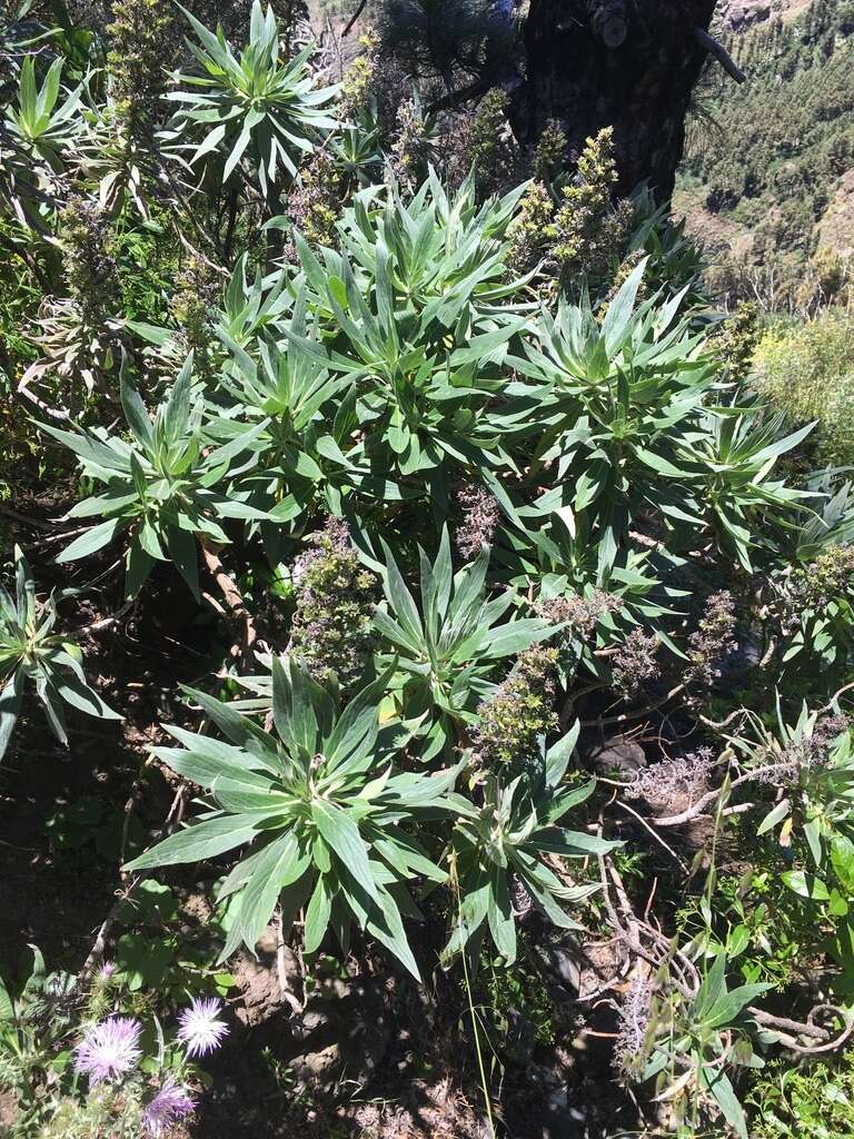 Echium acanthocarpum Svent.的圖片