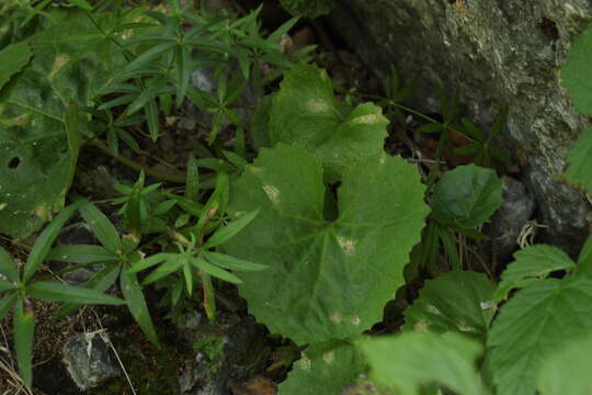 Image of Petasites rubellus (J. F. Gmel.) Toman